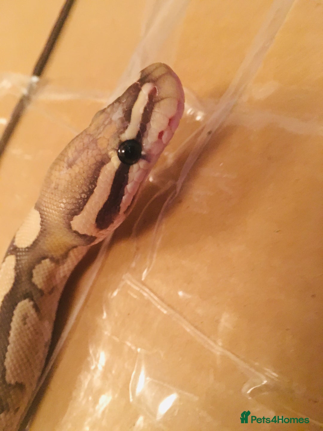 Python Snake reptiles for sale: Royal Python - Image 3