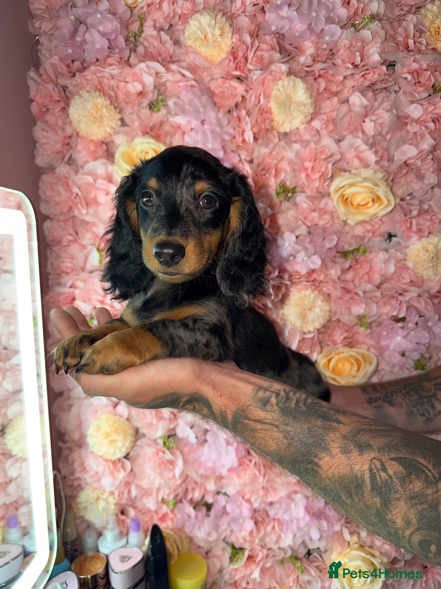 Miniature Dachshund dogs KC Silver Dapple Male Long Hair - Shady -  - Advert 13