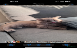 British Longhair cats for sale: British longhair last boy last girl in Watford - Image 9