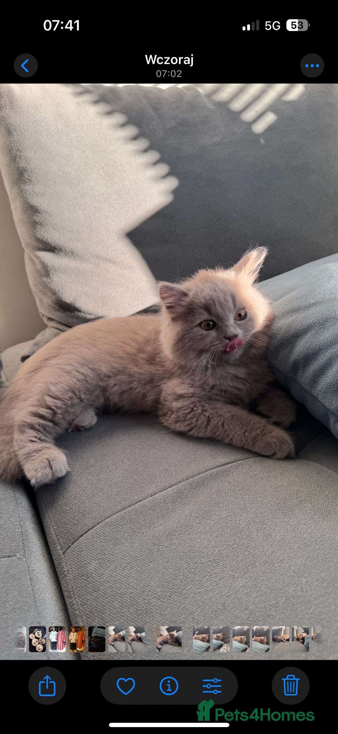 British Longhair cats for sale: British longhair last boy last girl in Watford - Image 9