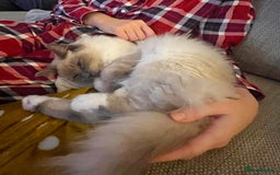 Ragdoll cats for sale: Male Ragdoll for sale - Image 10