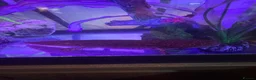 Axolotl reptiles for sale: Full Axolotl set up plus Fluval Tank - Advert 7