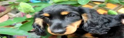 Miniature Dachshund dogs for sale: 🌟Dapple & Black Tan PRA Clear KC reg – June 26🌟 - Advert 22