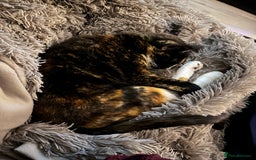 Mixed Breed cats for sale: Two sisters in need of new home  - Image 3
