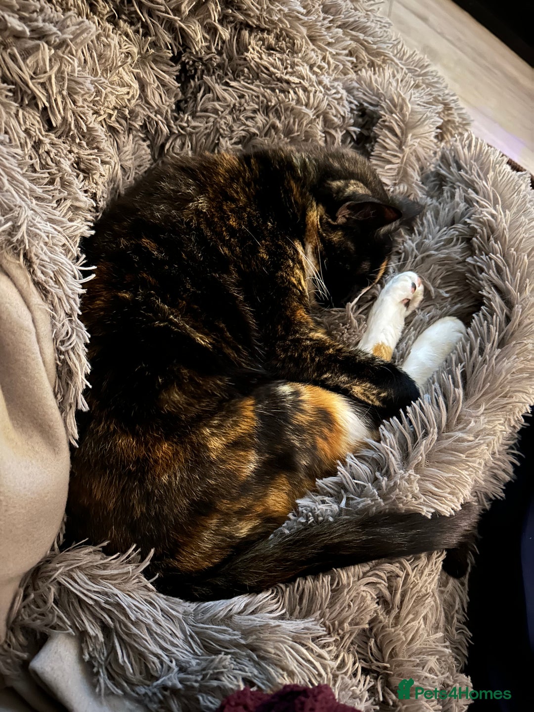 Mixed Breed cats for sale: Two sisters in need of new home  - Image 3