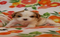 Cavalier King Charles Spaniel dogs for sale: 7 Puppies ready for reservations - Image 21