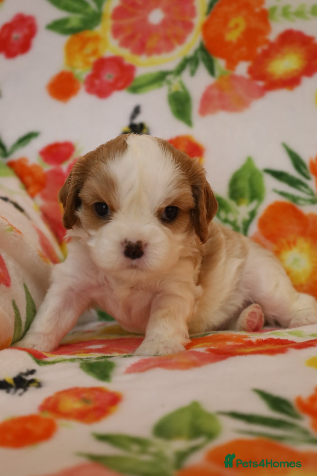 Cavalier King Charles Spaniel dogs for sale: 7 Puppies ready for reservations - Image 21