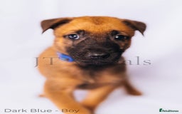 Belgian Shepherd Dog dogs for sale: Belgian malinois puppies - Image 14