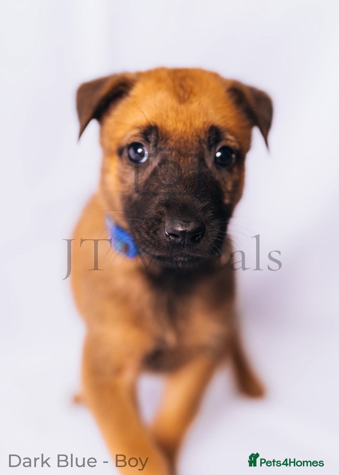 Belgian Shepherd Dog dogs for sale: Belgian malinois puppies - Image 14