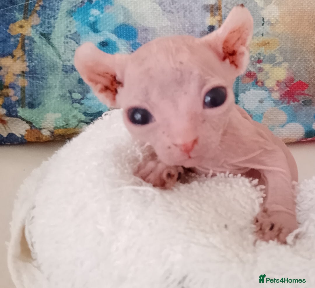 Sphynx cats for sale: Purebred Sphinx available.  - Image 5