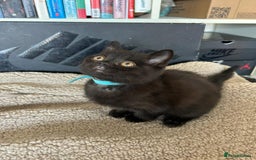 British Shorthair cats for sale: Champion GCCF Black British Shorthair Kittens - Image 20