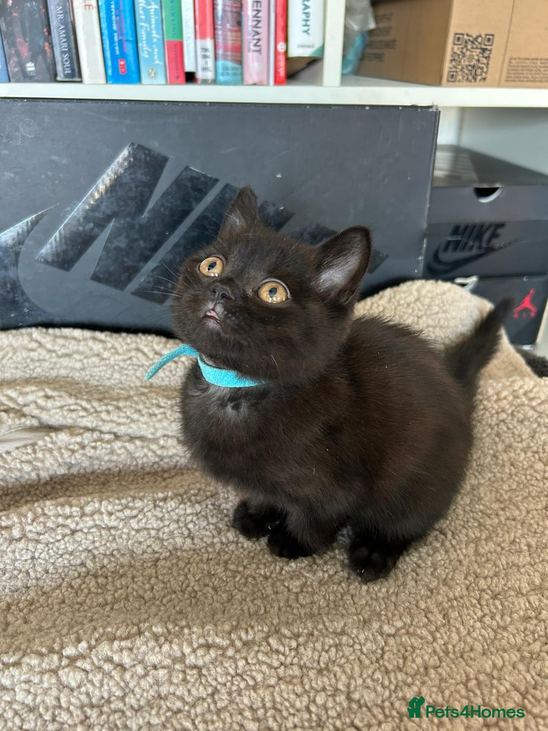 British Shorthair cats for sale: Champion GCCF Black British Shorthair Kittens - Image 20