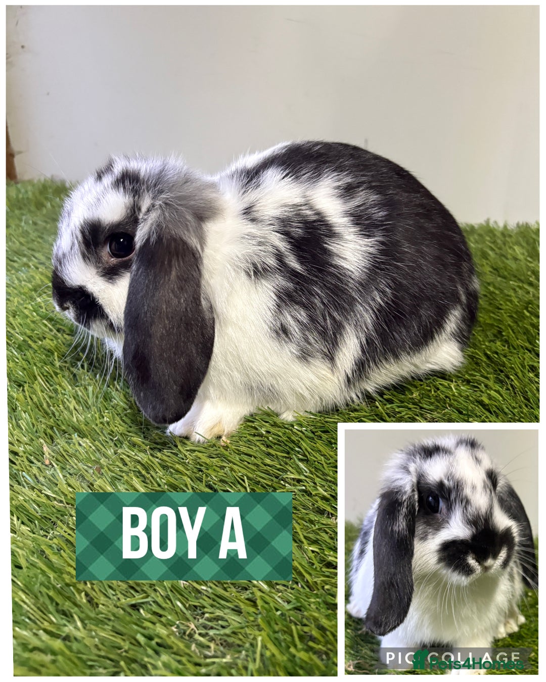 Mini Lop rabbits for sale: Beautiful, friendly mini lops 9 weeks old  - Advert 7