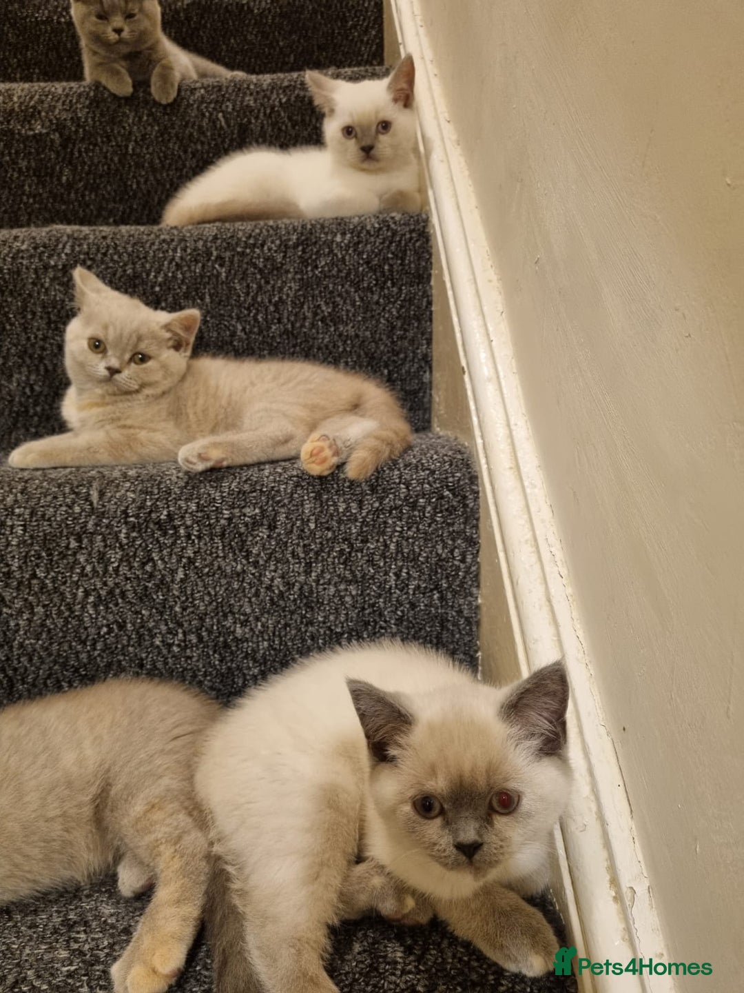 British Shorthair cats for sale: 💜GCCF Kittens Ready for Their Forever Homes!💜 - Image 19