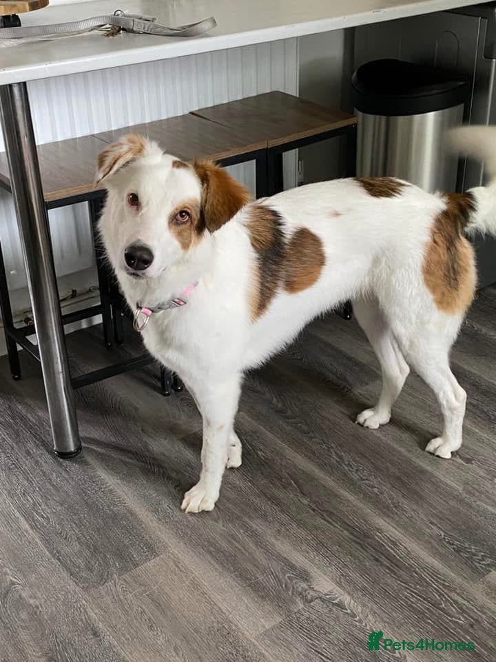 Mixed Breed dogs Ruby looking for a loving home  - Advert 6