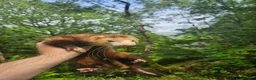 Ferret rodents for sale: Ferret for a Good Home in Deeside - Advert 4