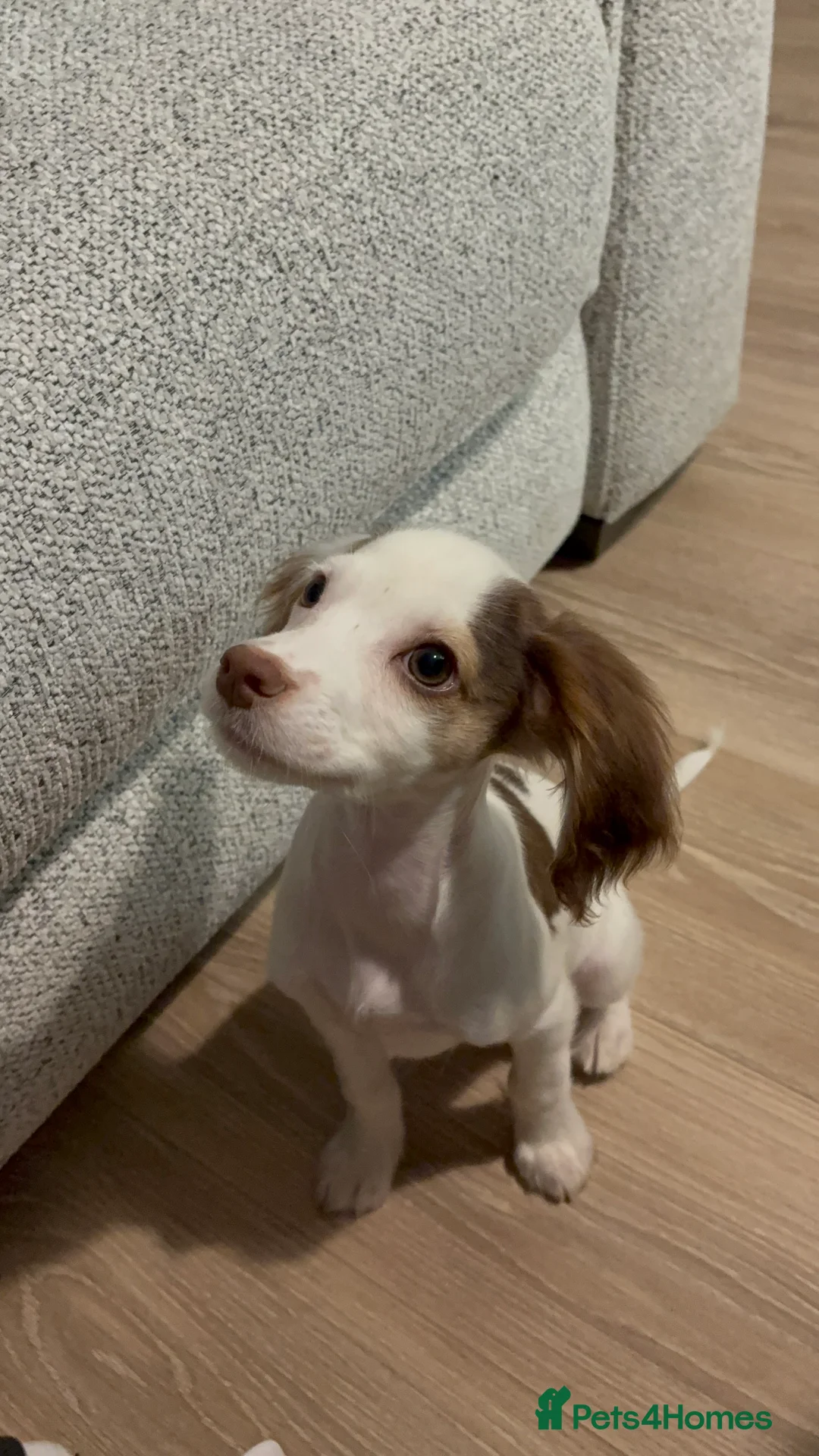 Cocker Spaniel dogs for sale: Male working cocker spaniel  - Advert 3