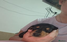 Miniature Dachshund dogs for sale: 5 gorgeous miniature dachshund puppies for sale  - Image 24