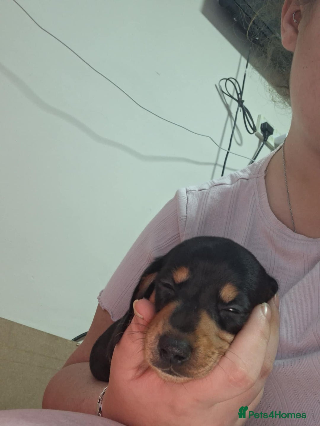 Miniature Dachshund dogs for sale: 5 gorgeous miniature dachshund puppies for sale  - Image 24