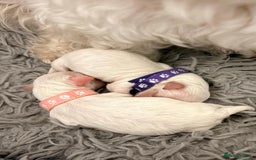 Maltese dogs for sale: Maltese male - Image 12