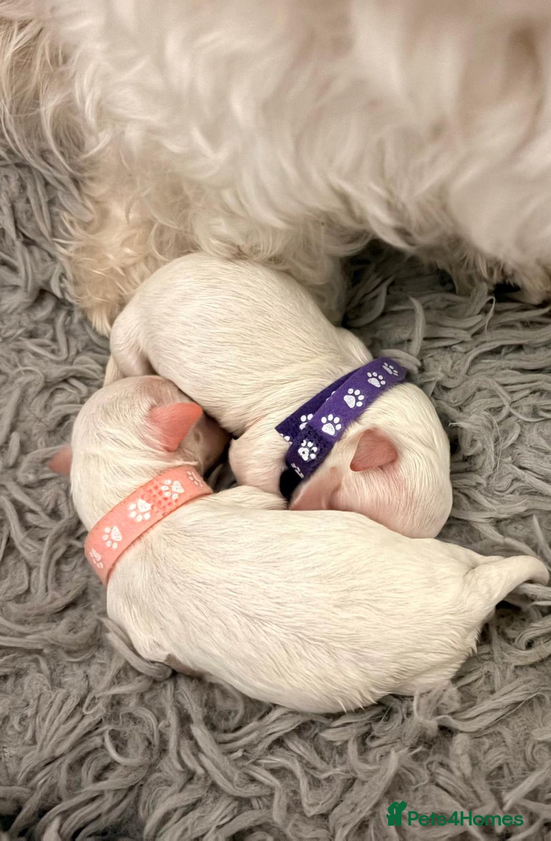 Maltese dogs for sale: Maltese male - Image 12