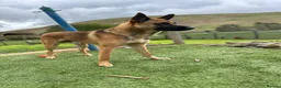 Mixed Breed dogs for sale: Belgian Malinois X  in Selkirk - Advert 2