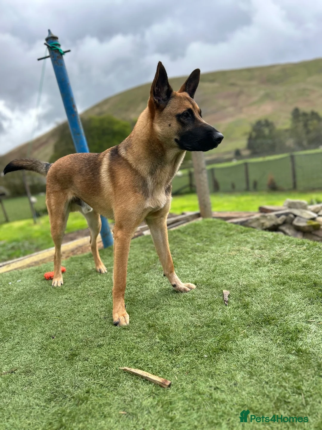 Mixed Breed dogs for sale: Belgian Malinois X  in Selkirk - Advert 2