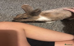 Netherland Dwarf rabbits for sale: rabbits for sale - Advert 3