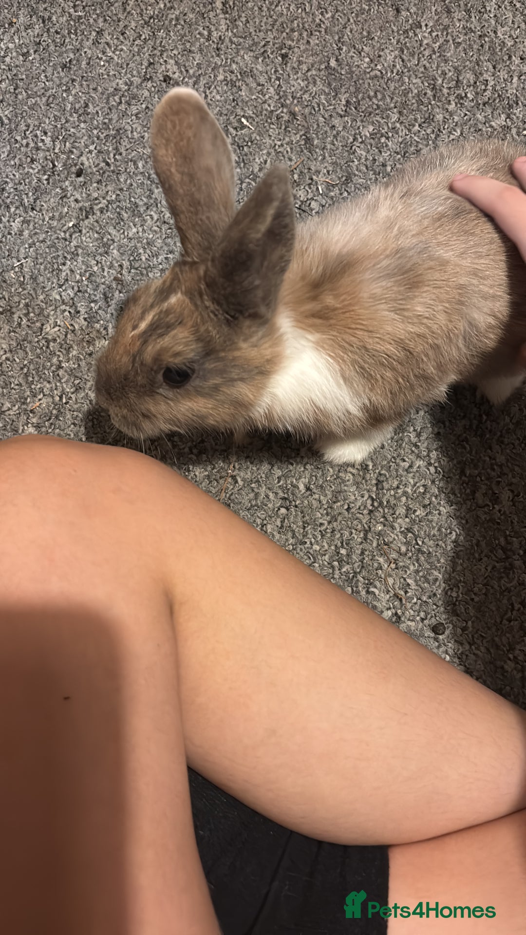 Netherland Dwarf rabbits for sale: rabbits for sale - Advert 3