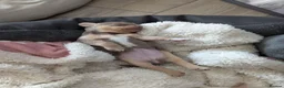 Chihuahua dogs for sale: Kc puppies 2 girl 1 boy - Advert 6