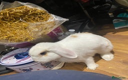 English rabbits for sale: White and Ginger female rabbit - Image 3