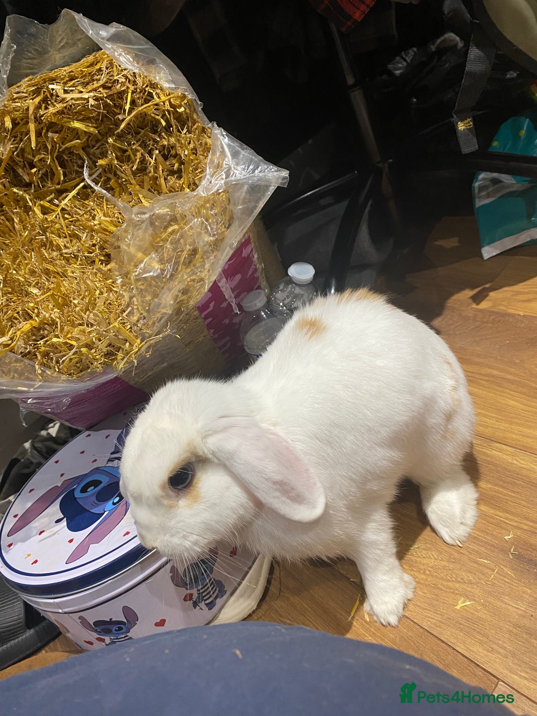 English rabbits for sale: White and Ginger female rabbit - Image 3