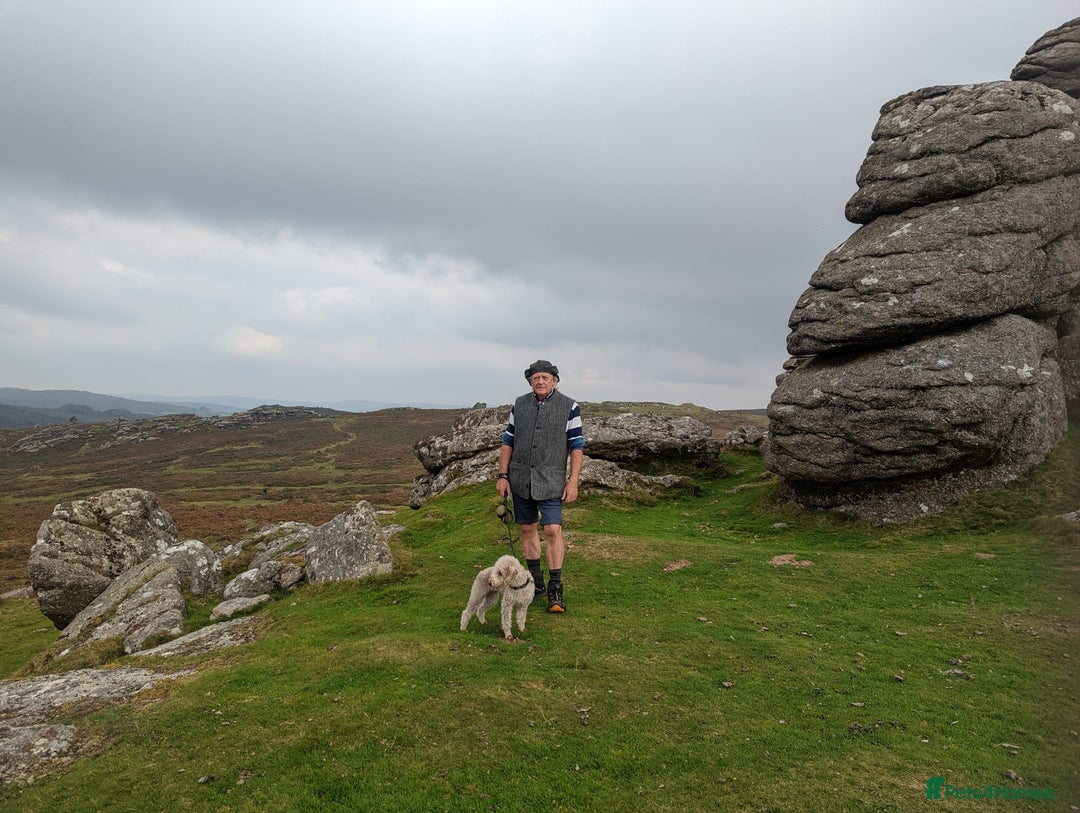 Bedlington Terrier dogs for sale: DNA tested purebred Bedlington terrier  - Advert 6