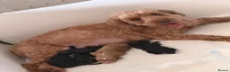 Cockapoo dogs for sale: 🐾❤️ Beautiful F1b Toy Cockapoo Puppies  ❤️🐾 in Wisbech - Advert 5