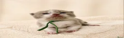 British Shorthair cats for sale: Champion British Shorthair kittens 😸  - Advert 13