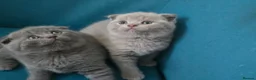 Scottish Fold cats for sale: 3 lovely Scotish Fold kittens  - Advert 12