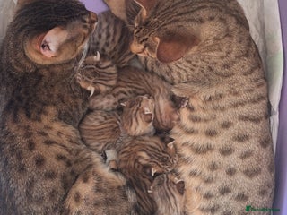 Savannah cats - Advert 2
