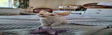 Devon Rex 1