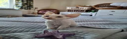 Devon Rex cats for sale: Devon Rex- FIFe registered -Spayed & Ready Now - Advert 3