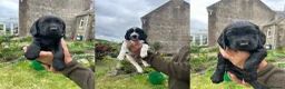 Springador dogs for sale: Springador Puppies - Advert 4