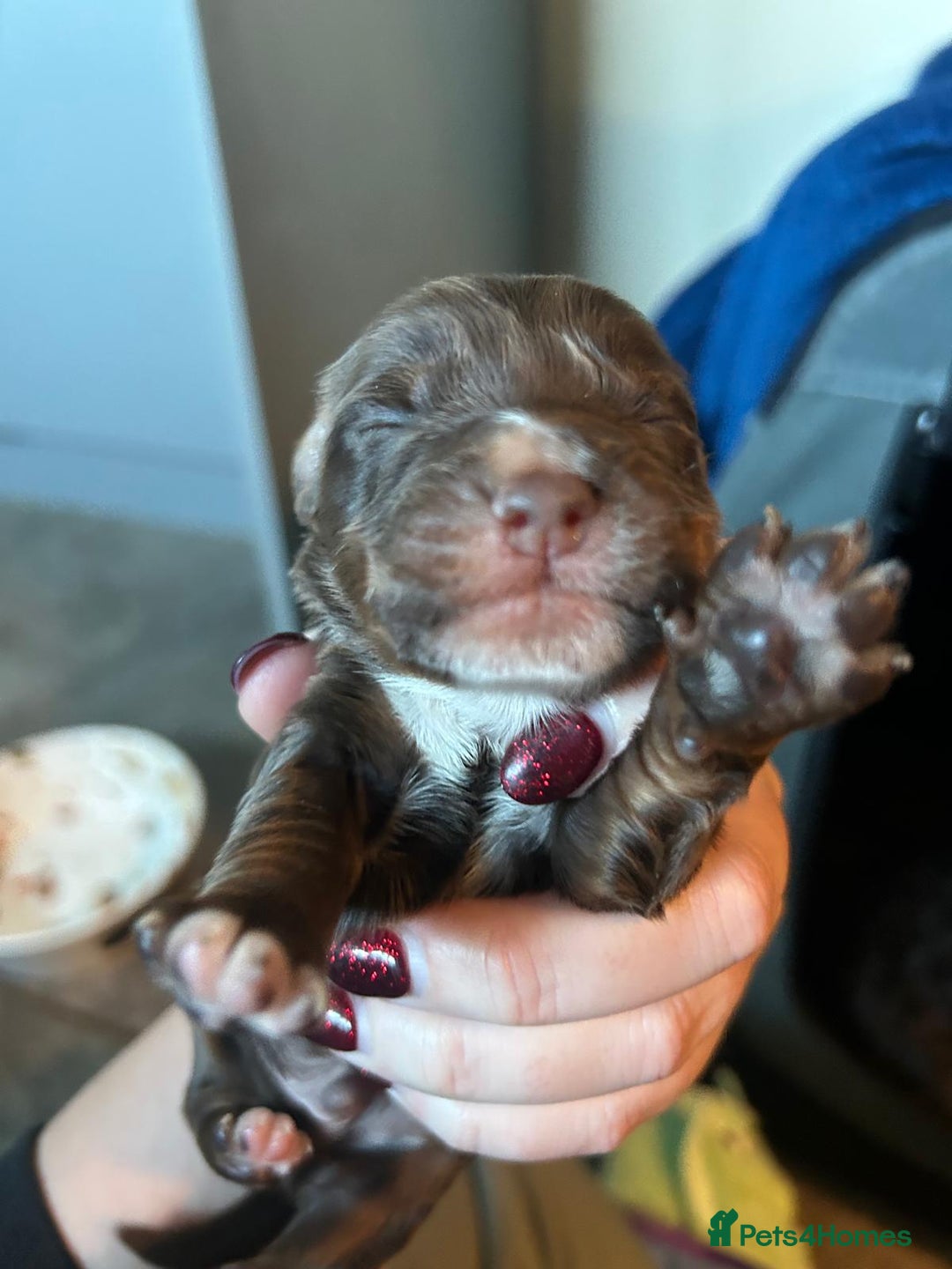 Cockapoo dogs for sale: Cockapoo/ cocker spaniel puppies - Advert 12