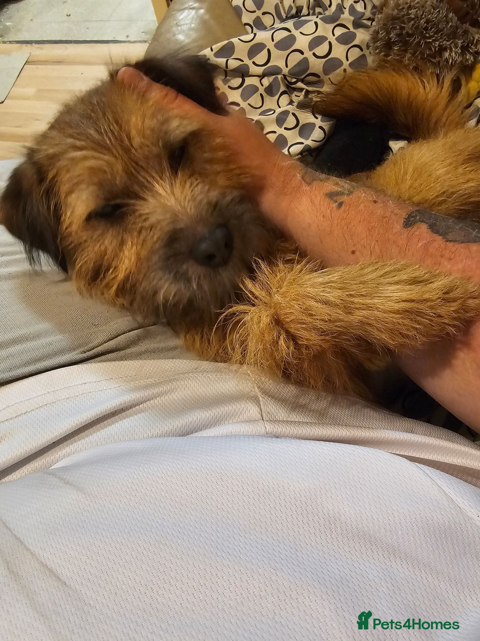 Mixed Breed dogs Teddy border terrier cross 4yrs - Advert 2