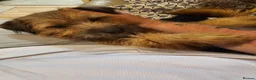 Mixed Breed dogs for sale: Teddy border terrier cross 4yrs in Wigan - Advert 1