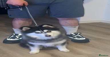 Pomsky dogs - Advert 1