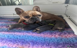 French Bulldog dogs for sale: 2 litters available from Natk9 clinic *JESUS PUPS* - Image 7