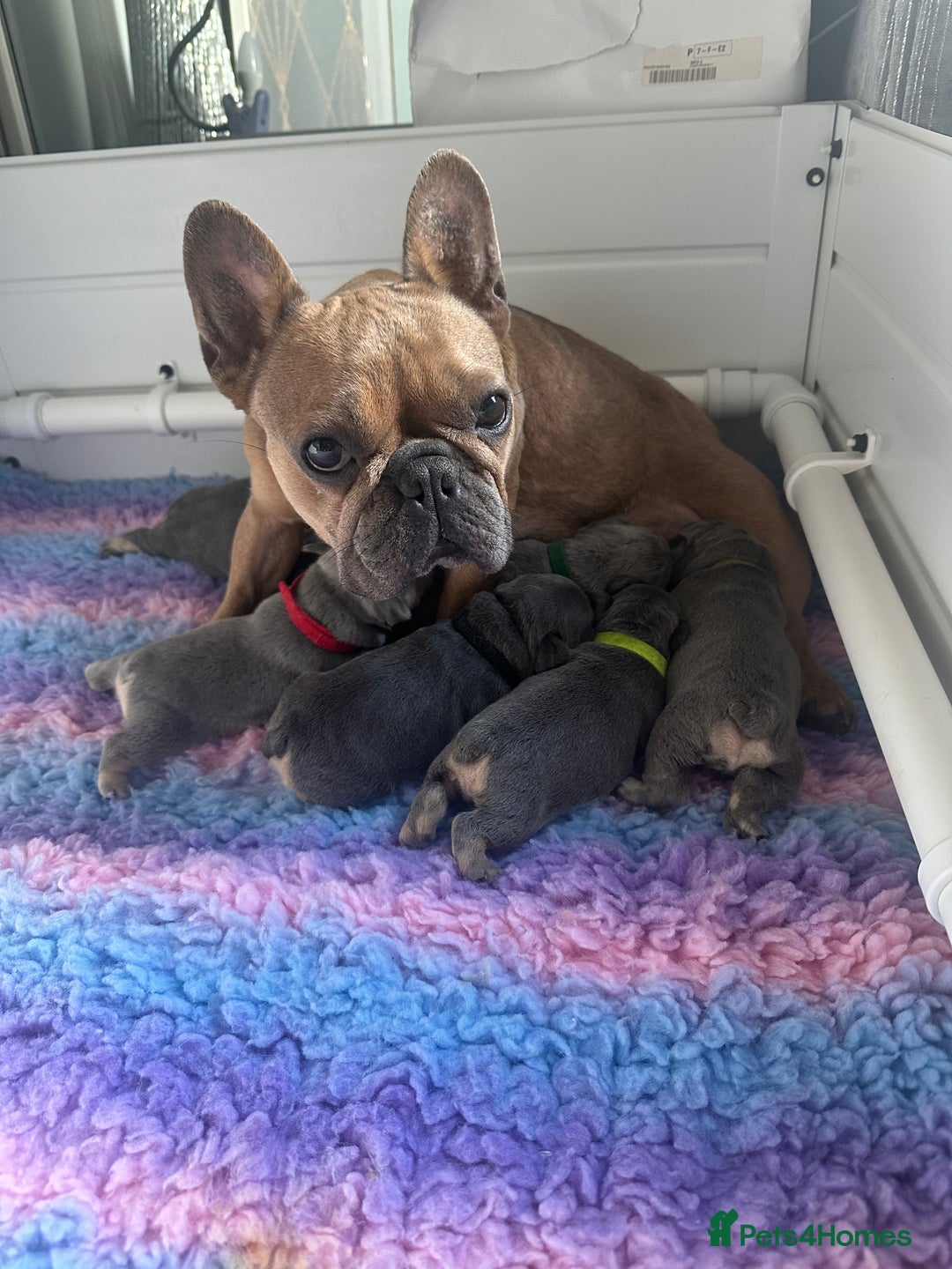 French Bulldog dogs for sale: 2 litters available from Natk9 clinic *JESUS PUPS* - Image 7