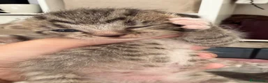 Mixed Breed 3