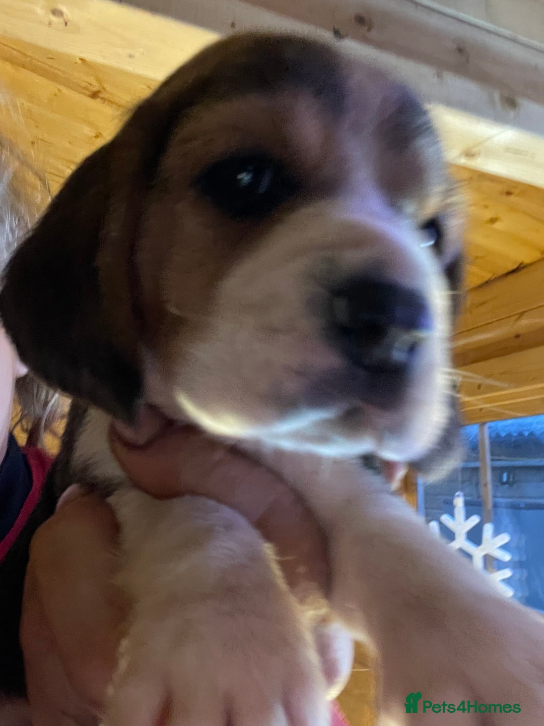 Beagle dogs for sale: 2tri girls kc reg ready after  **   - Advert 14