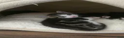 Mixed Breed cats for sale: Mixed breed kittens for sale in Croydon - Advert 6