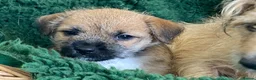 Mixed Breed dogs for sale: Border Terrier x Norfolk - Advert 6